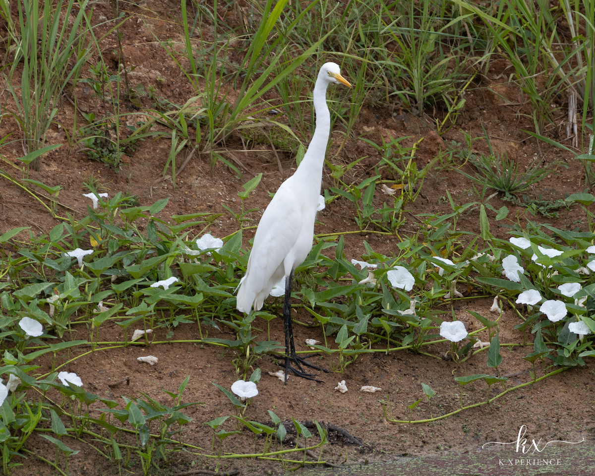 Koartza zuria - ML631656101