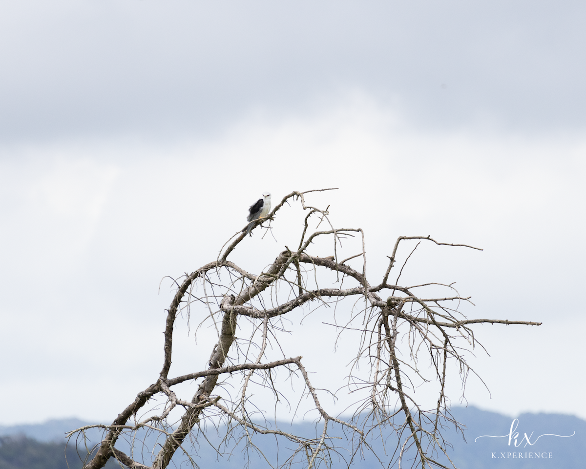 Elano urdina - ML631656102