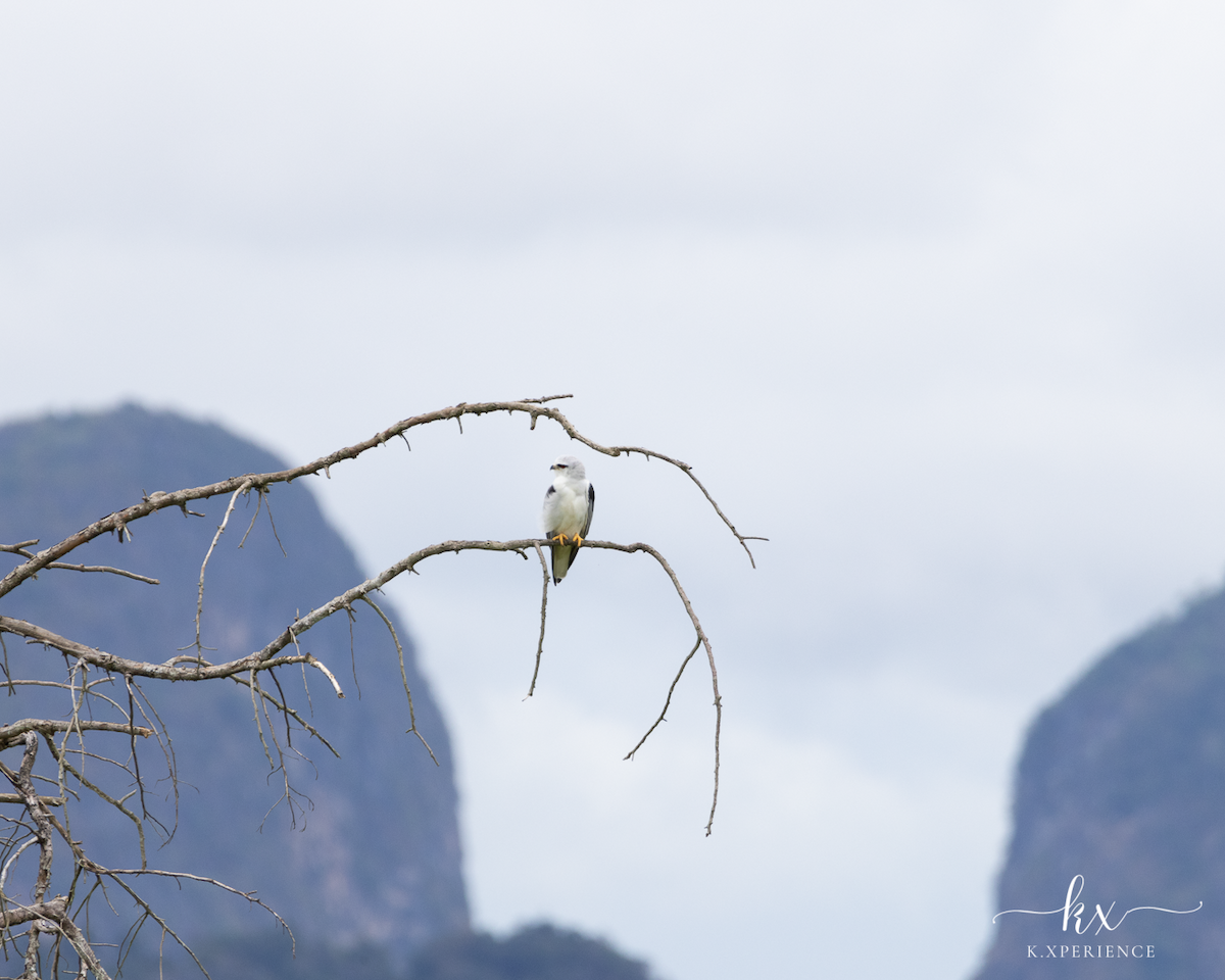 Elano urdina - ML631656103