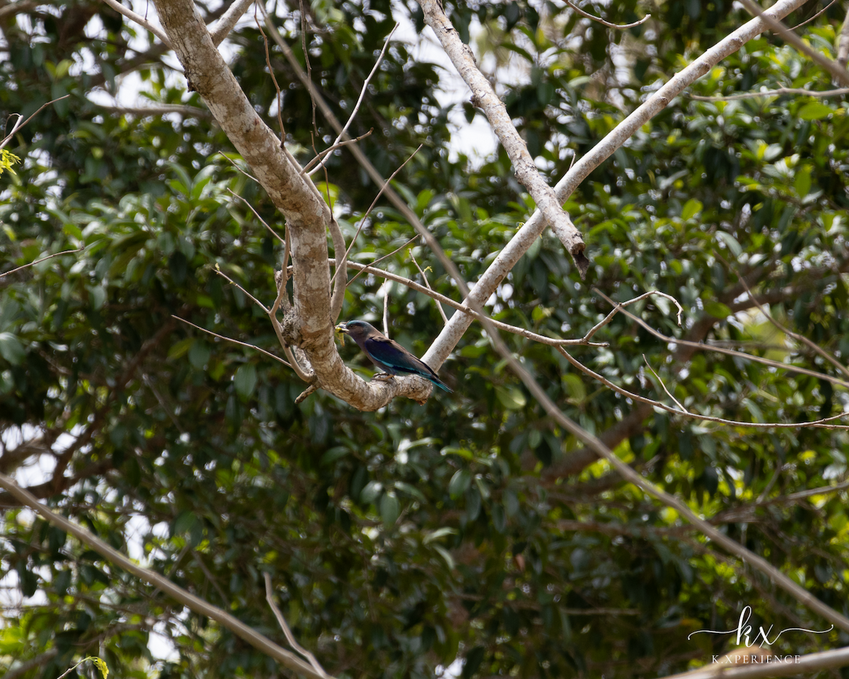 Indochinese Roller - ML631656107