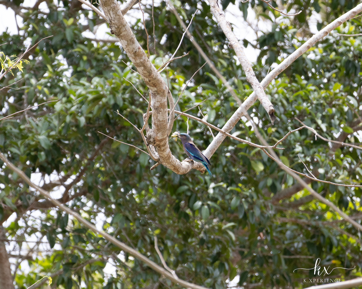 Indochinese Roller - ML631656108