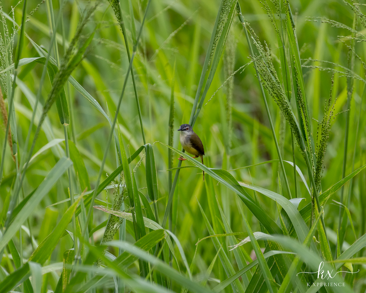 Yellow-bellied Prinia - ML631656109
