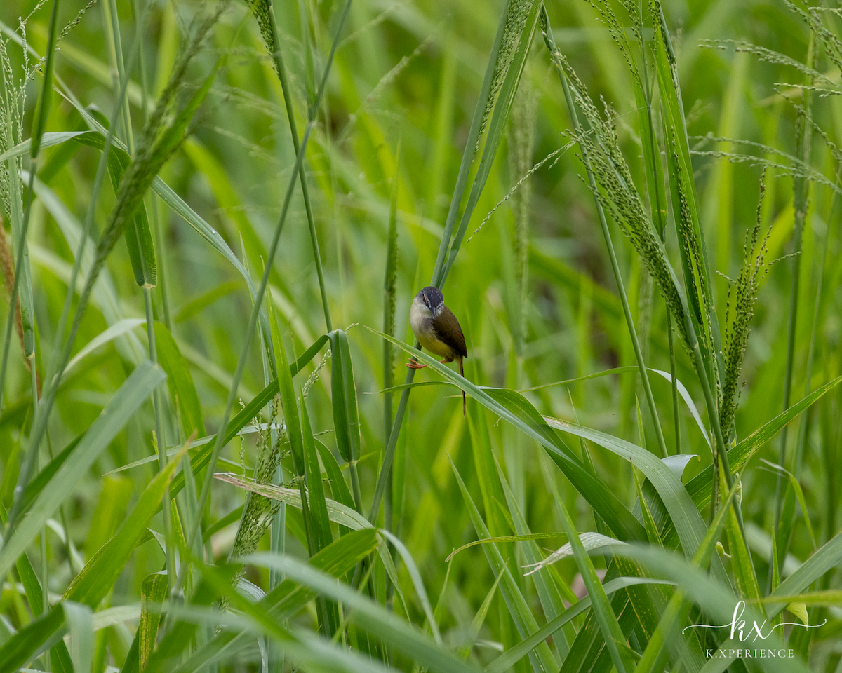 Yellow-bellied Prinia - ML631656110