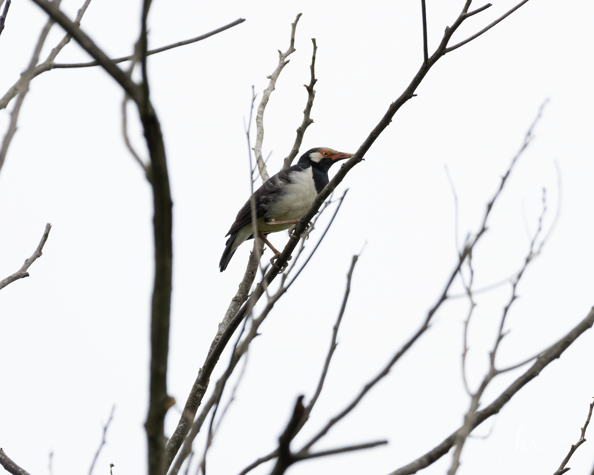 Siamese Pied Starling - ML631656111