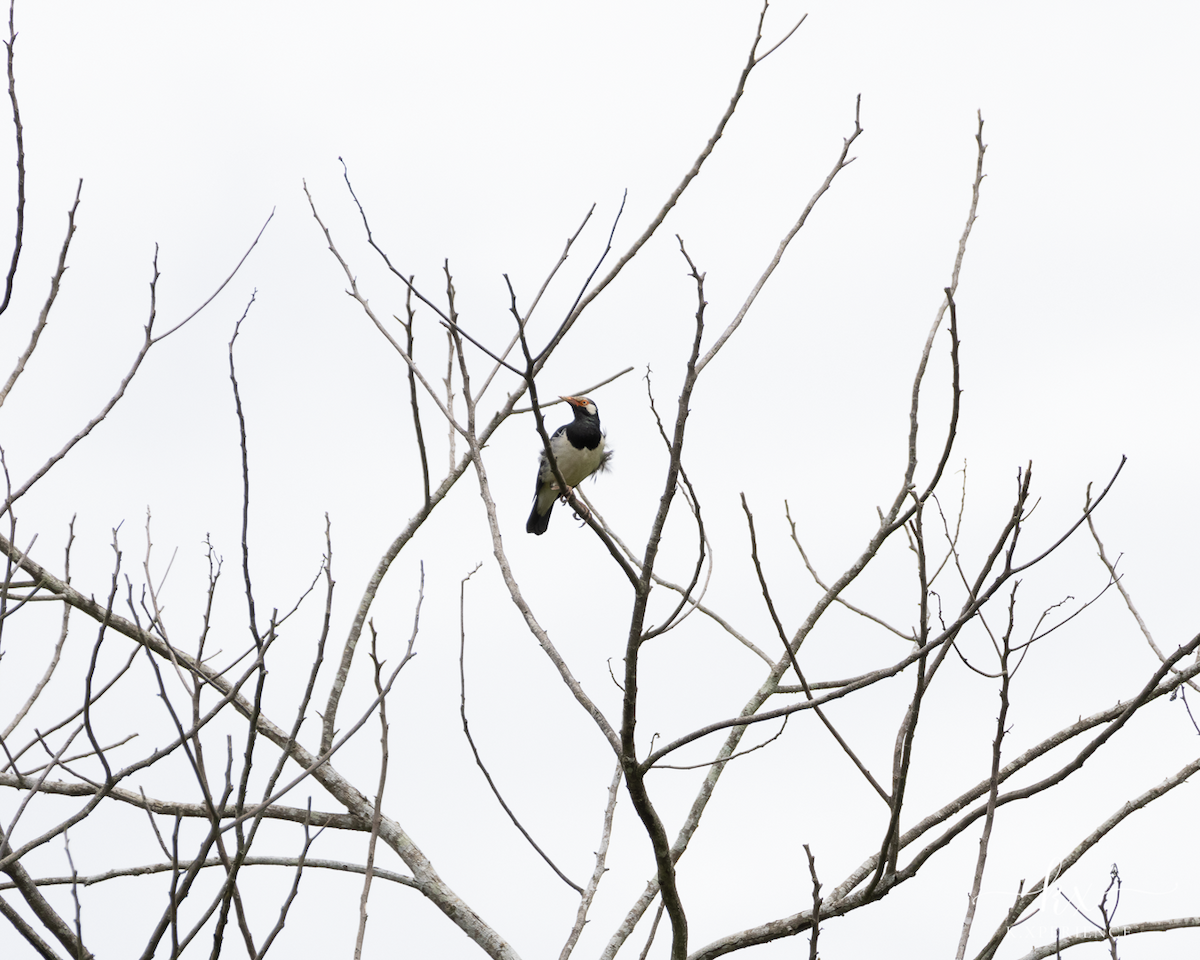 Siamese Pied Starling - ML631656113