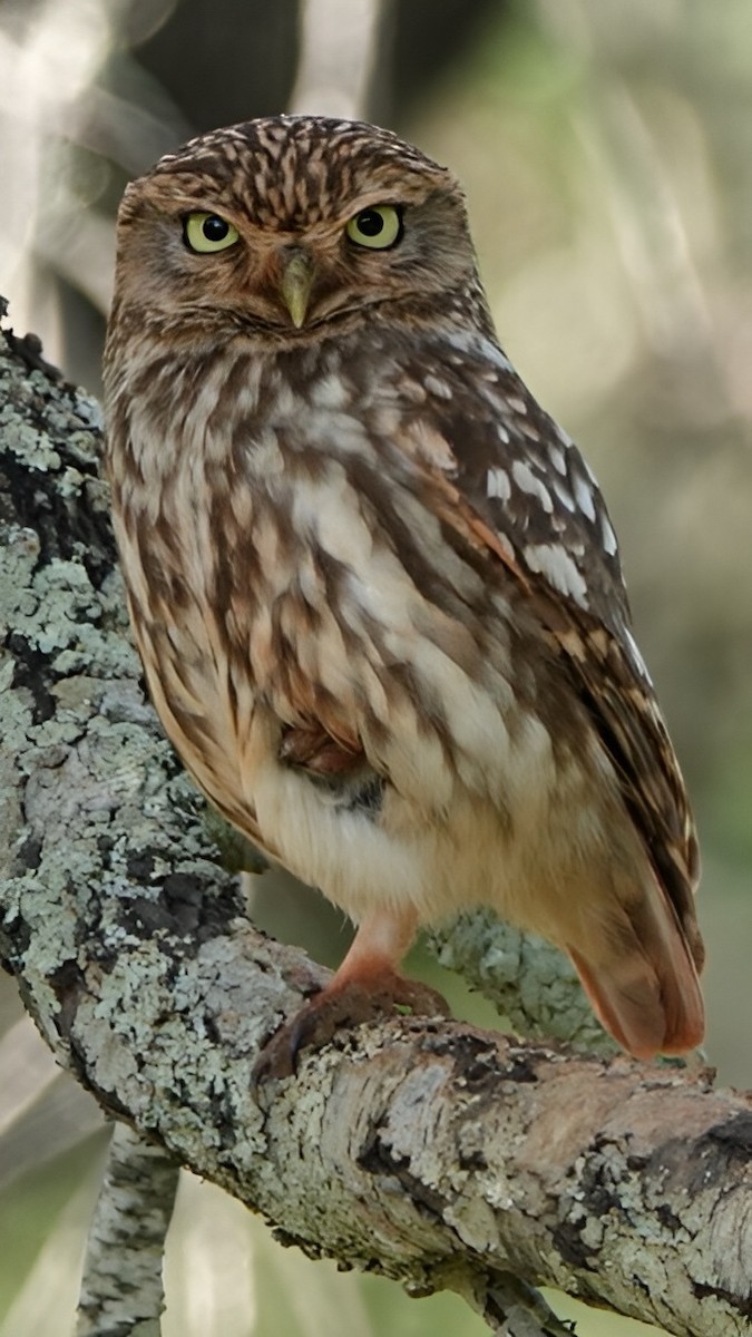 Хотны бүгээхэй - ML631656367