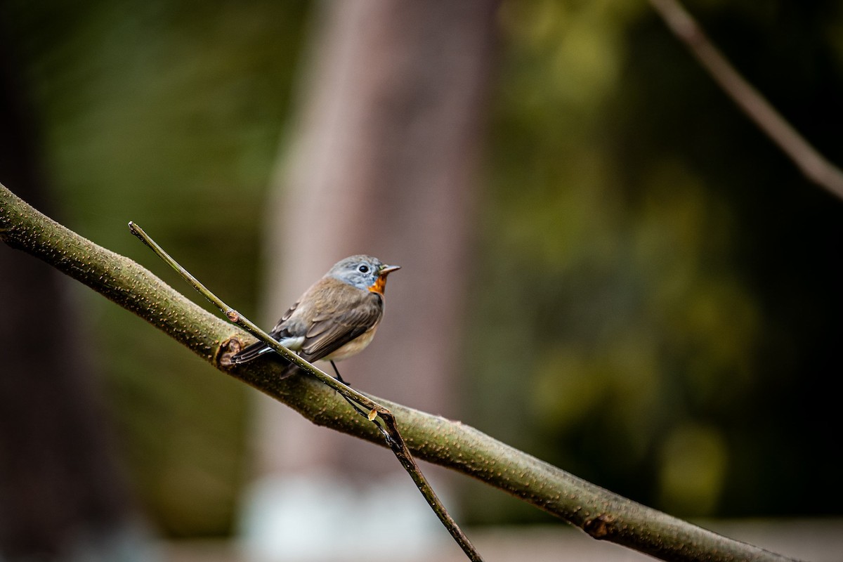 Red-breasted Flycatcher - ML631656567