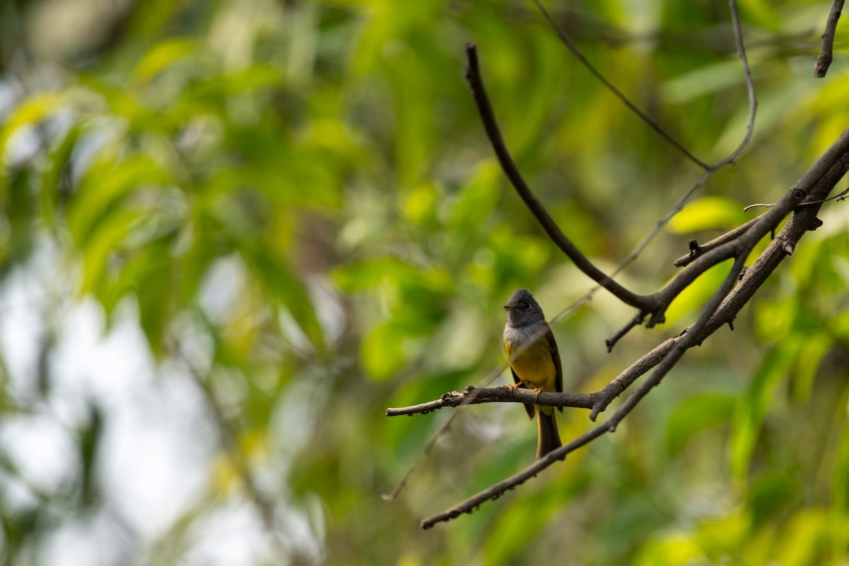 Gray-headed Canary-Flycatcher - ML631656664