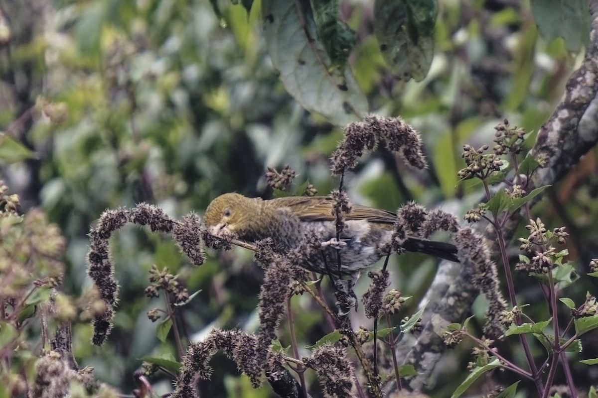 Crimson-browed Finch - ML631656771
