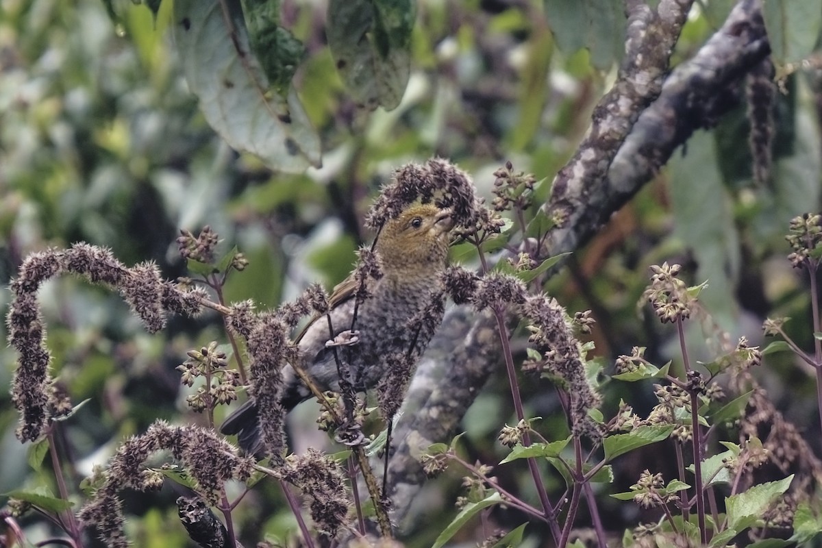 Crimson-browed Finch - ML631656772