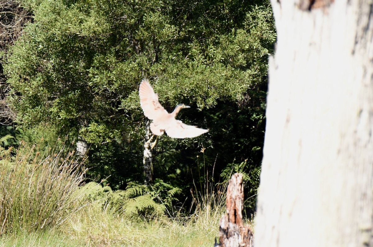 Nankeen Night Heron - ML631657284