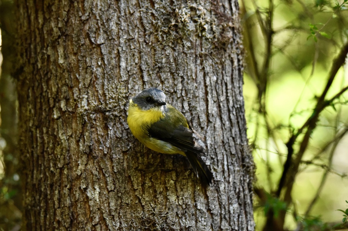 Eastern Yellow Robin - ML631657295