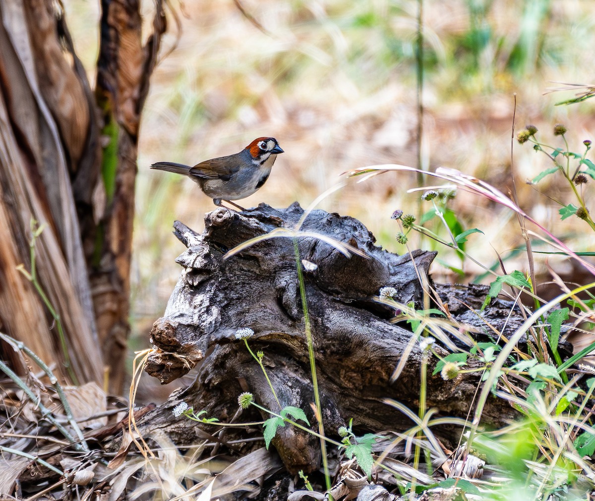 Cabanis's Ground-Sparrow - ML631657296