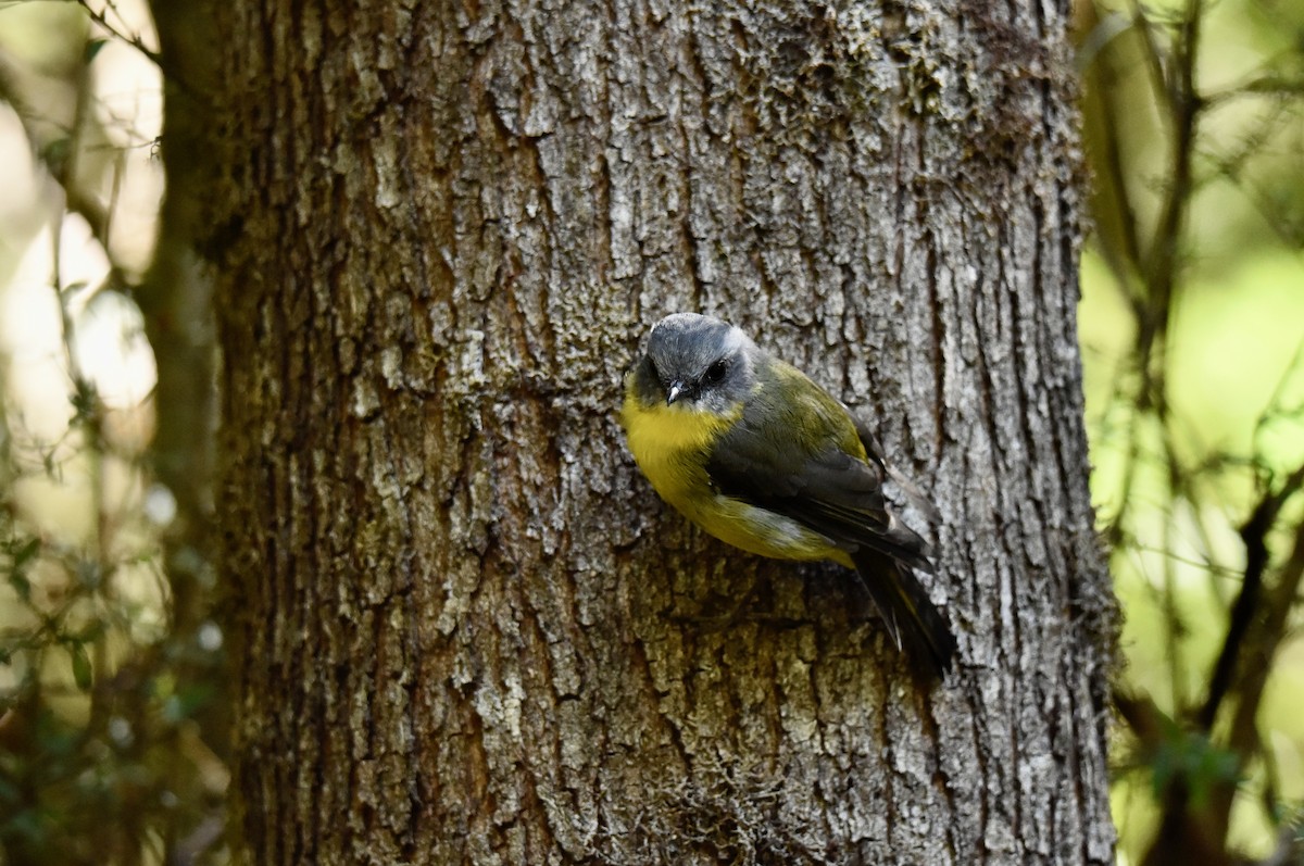 Eastern Yellow Robin - ML631657298