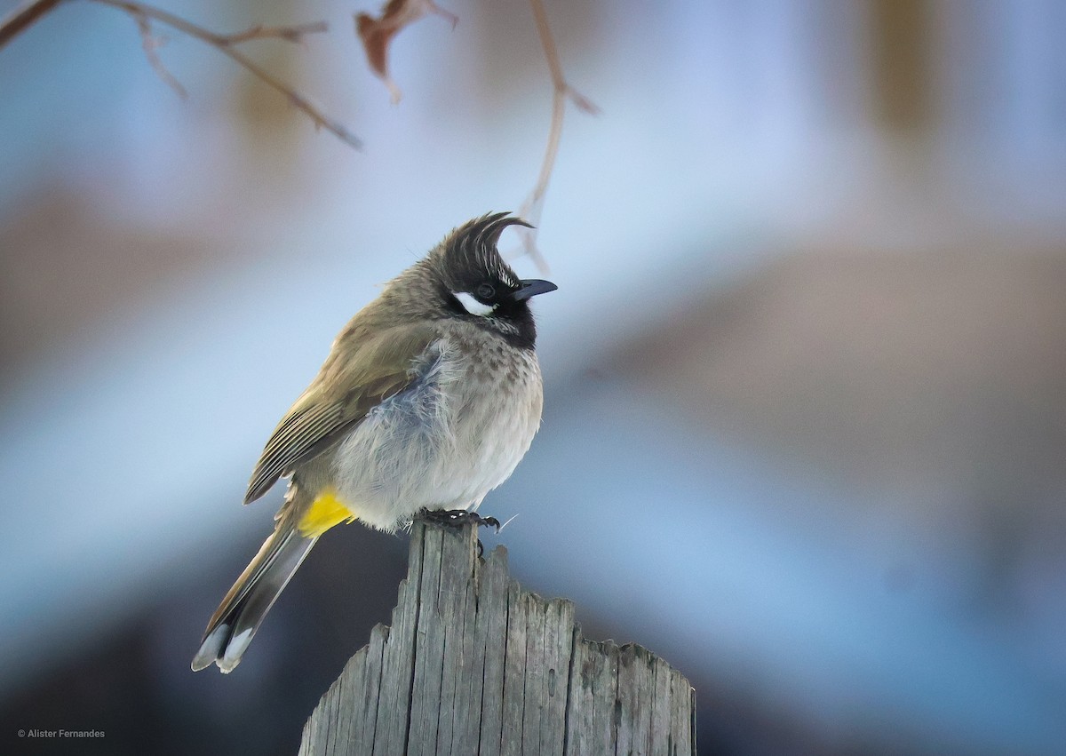 Himalayan Bulbul - ML631657301