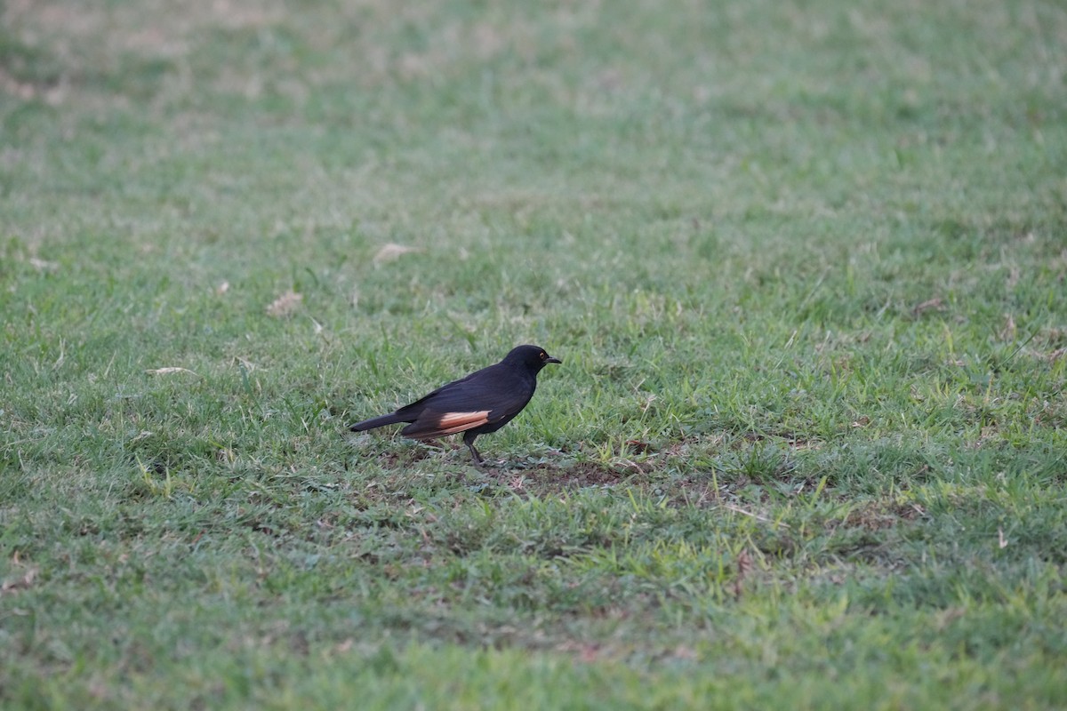Pale-winged Starling - Billy Gray