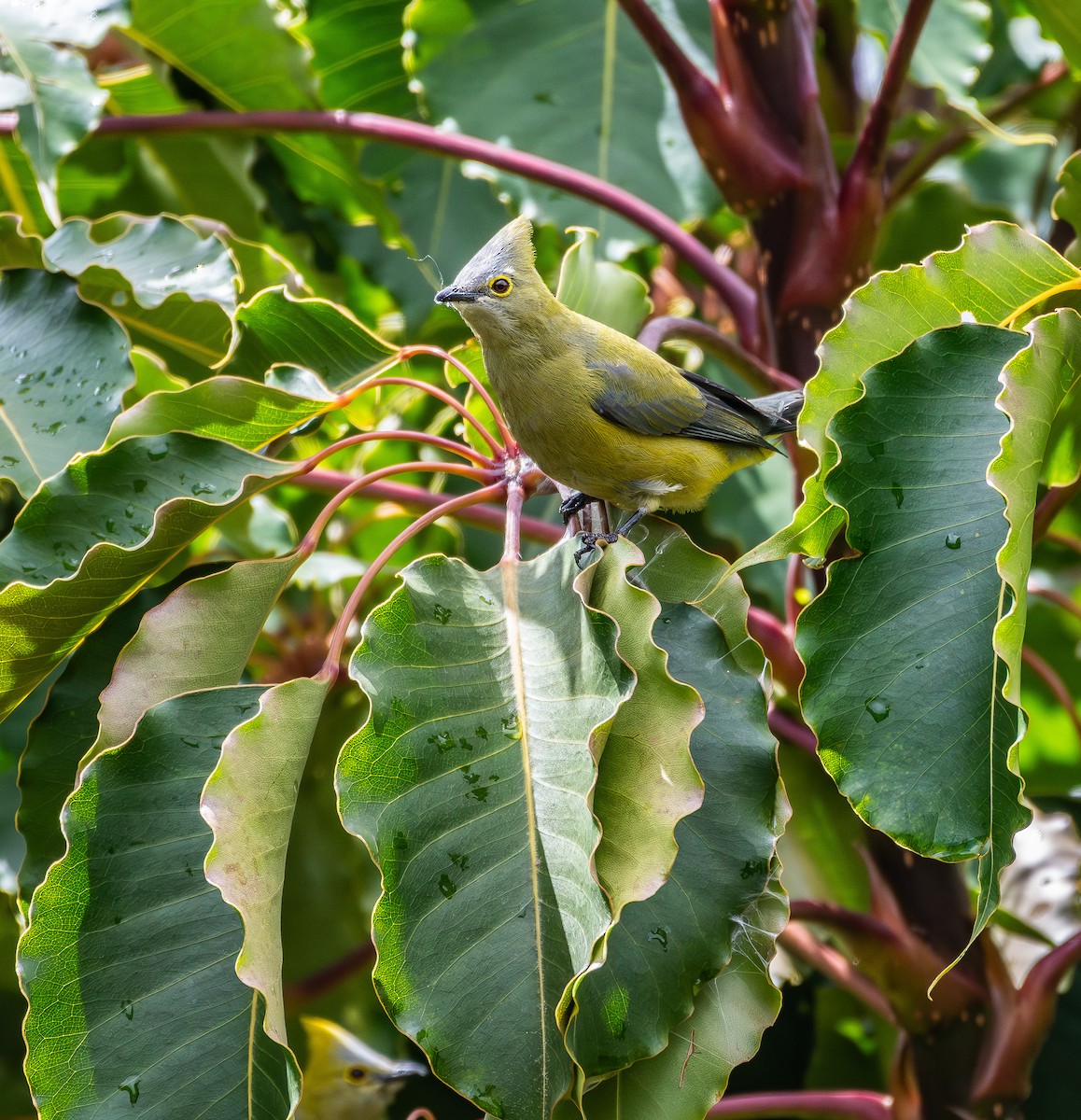 Long-tailed Silky-flycatcher - ML631657354