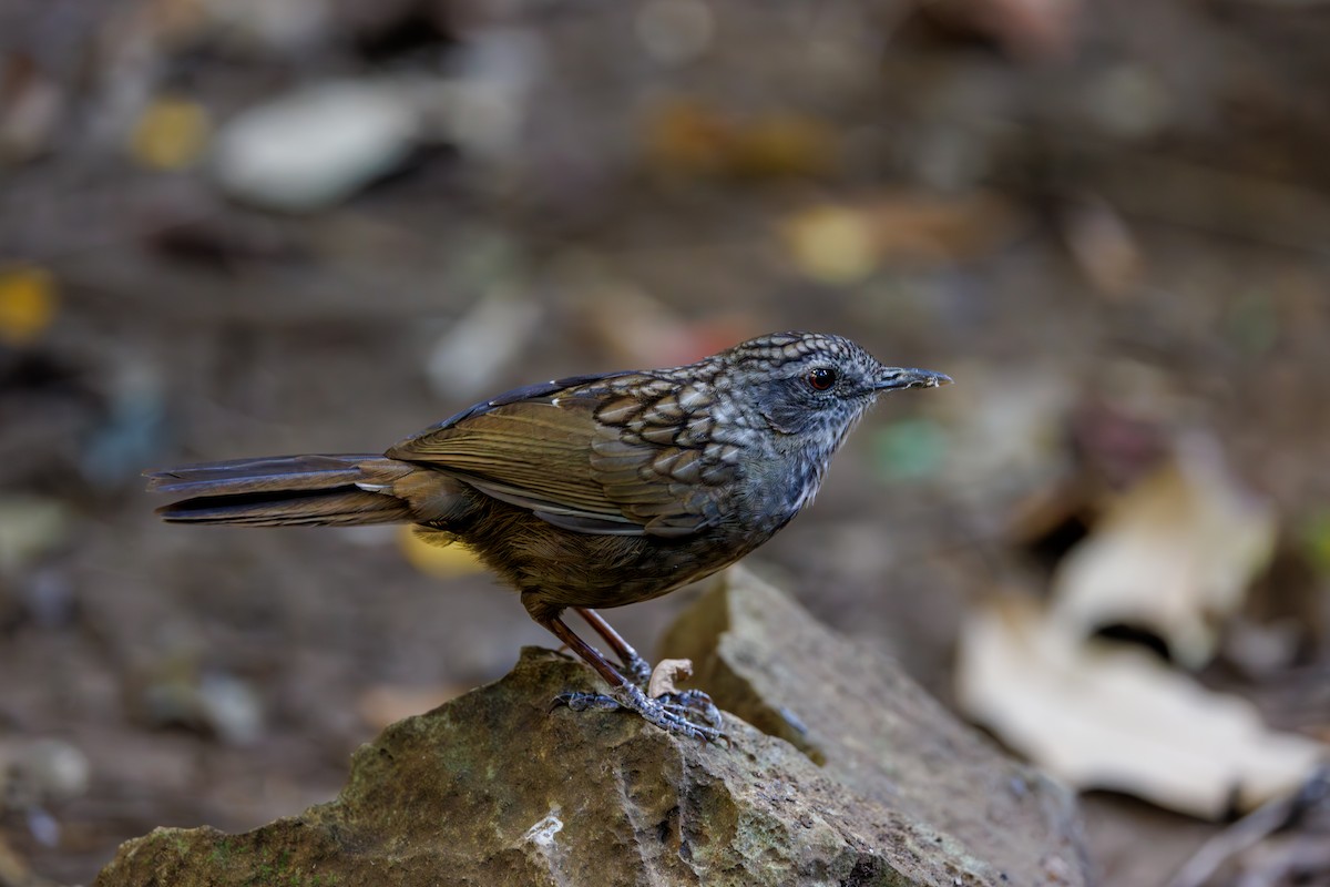 Variable Limestone Babbler - ML631657497