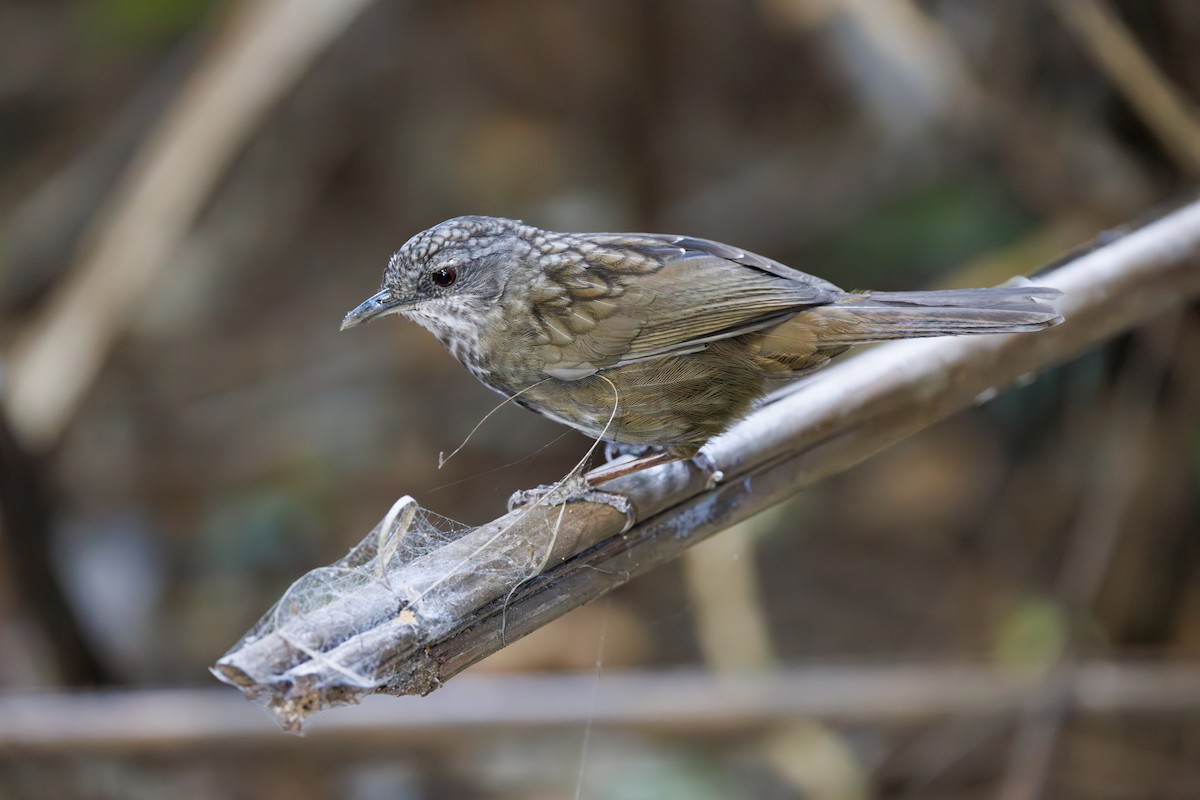 Variable Limestone Babbler - ML631657499