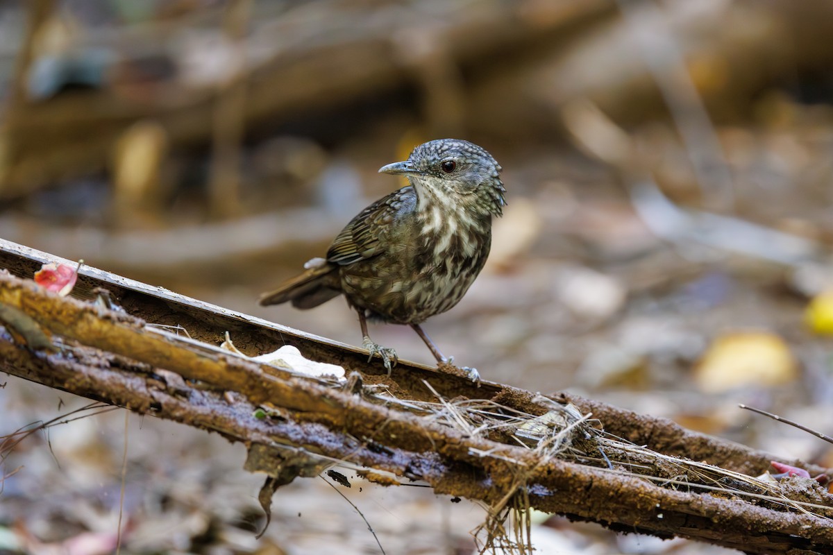 Variable Limestone Babbler - ML631657500