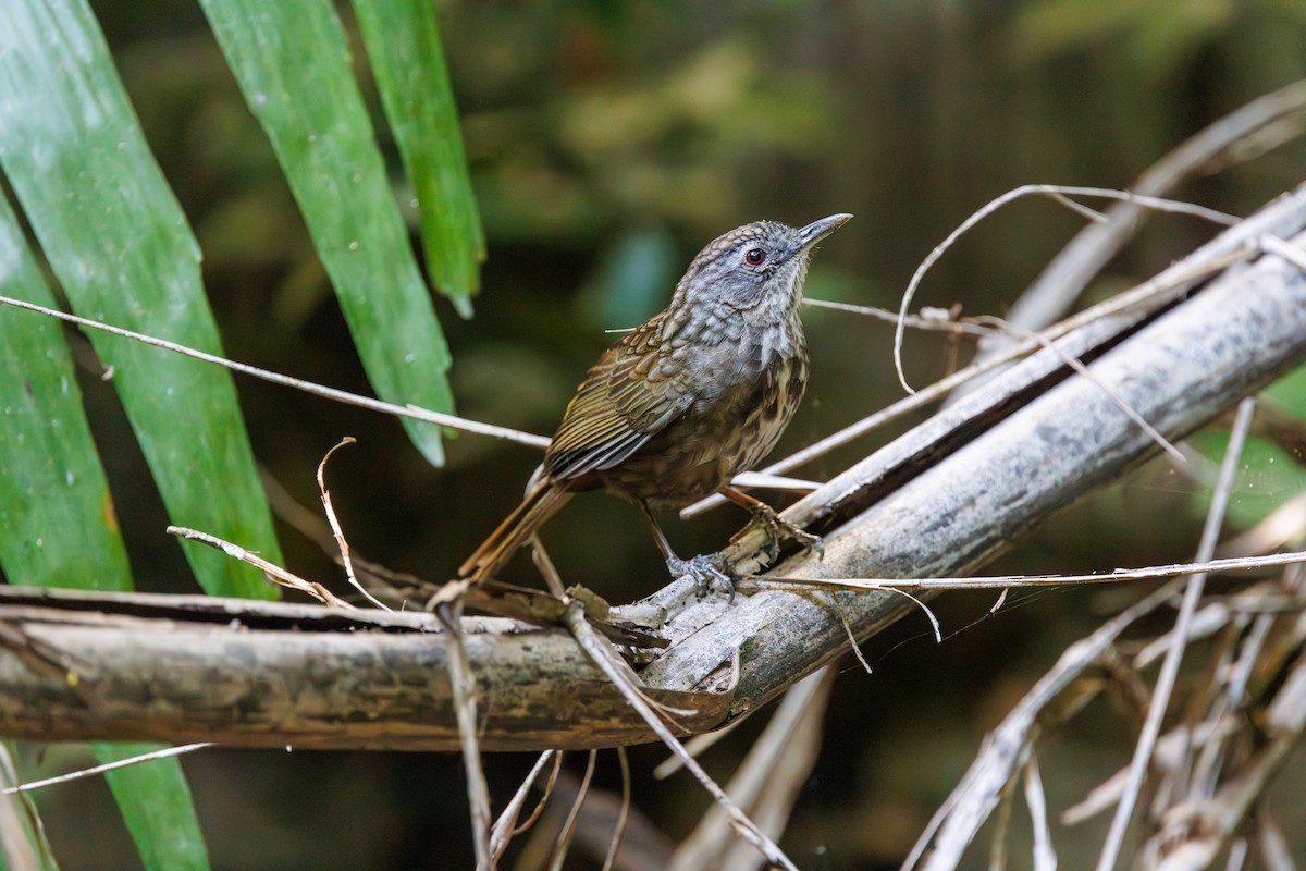 Variable Limestone Babbler - ML631657502