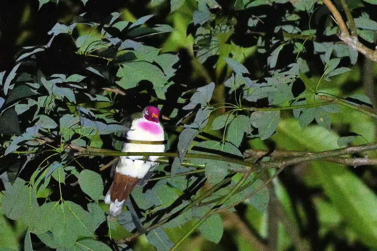Jambu Fruit-Dove - ML631657519