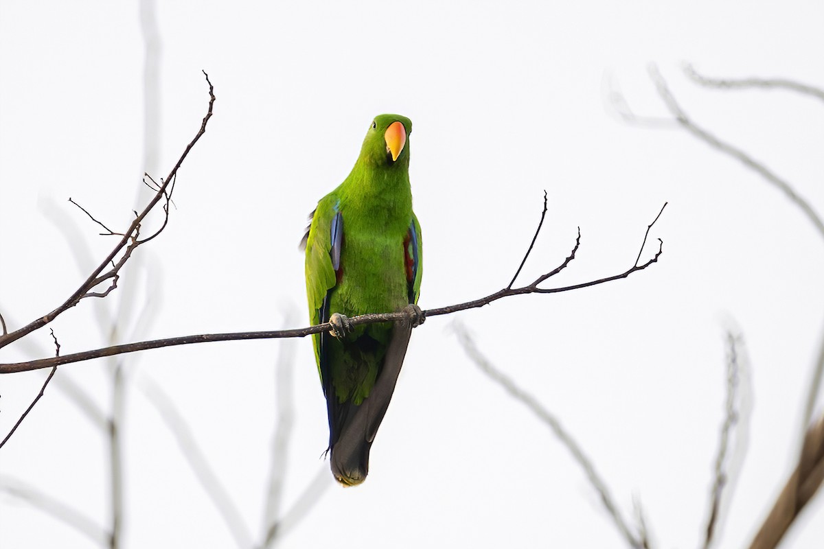 Moluccan Eclectus - ML631657633