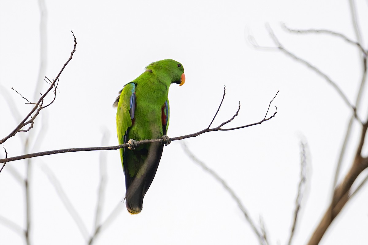 Moluccan Eclectus - ML631657634
