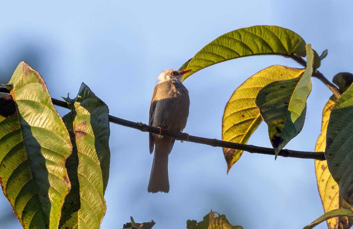White-headed Bulbul - ML631657840