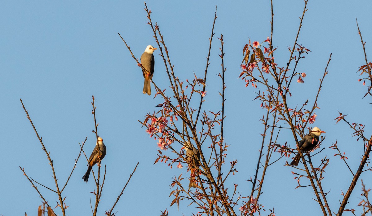 White-headed Bulbul - ML631657874