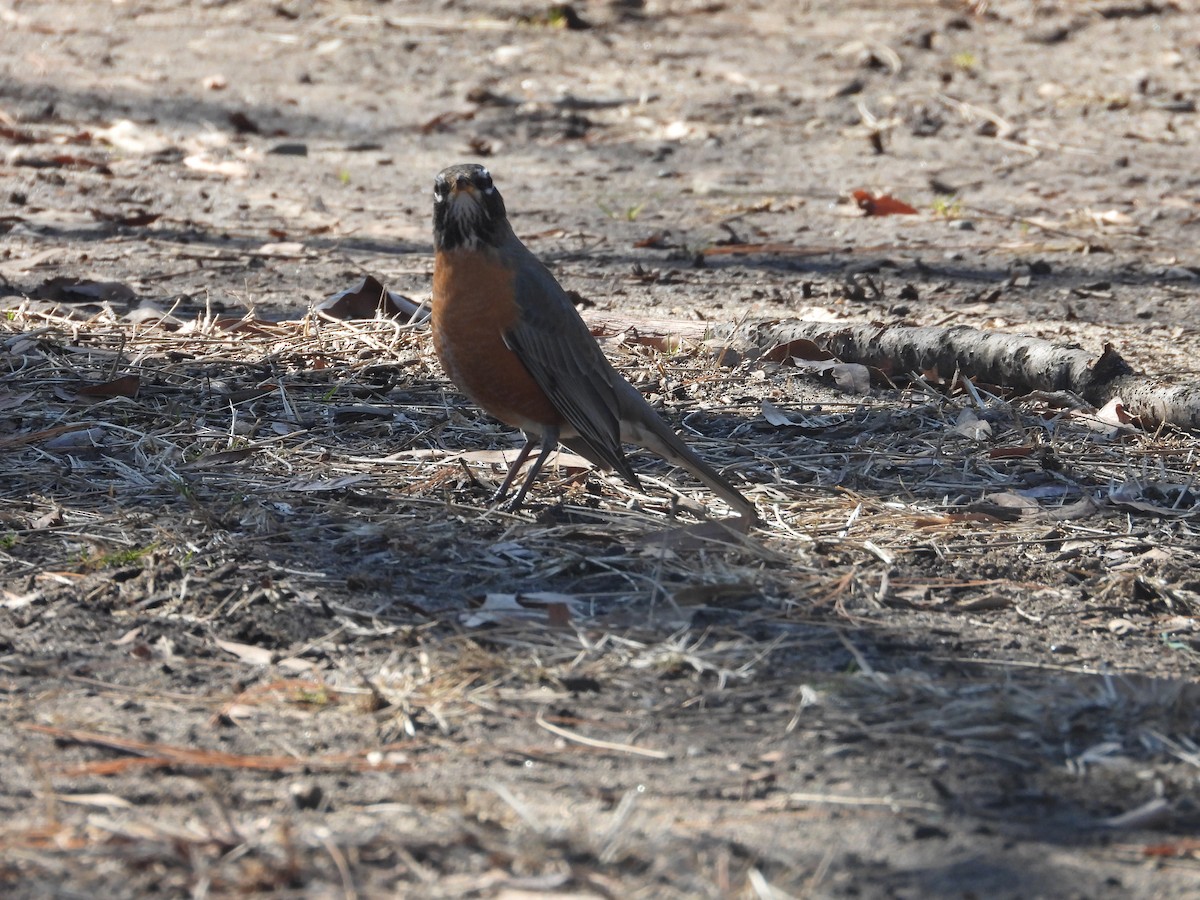 American Robin - ML631657898