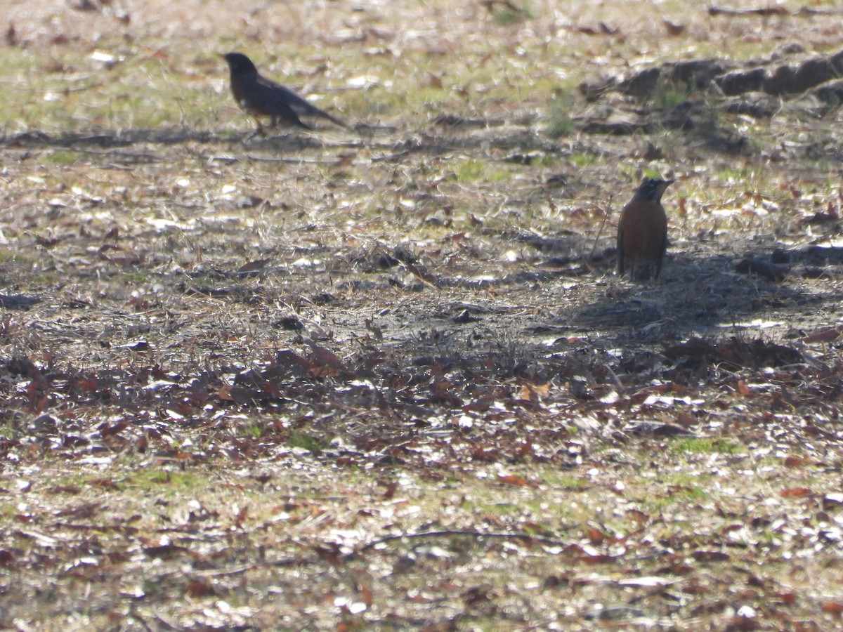 American Robin - ML631657899
