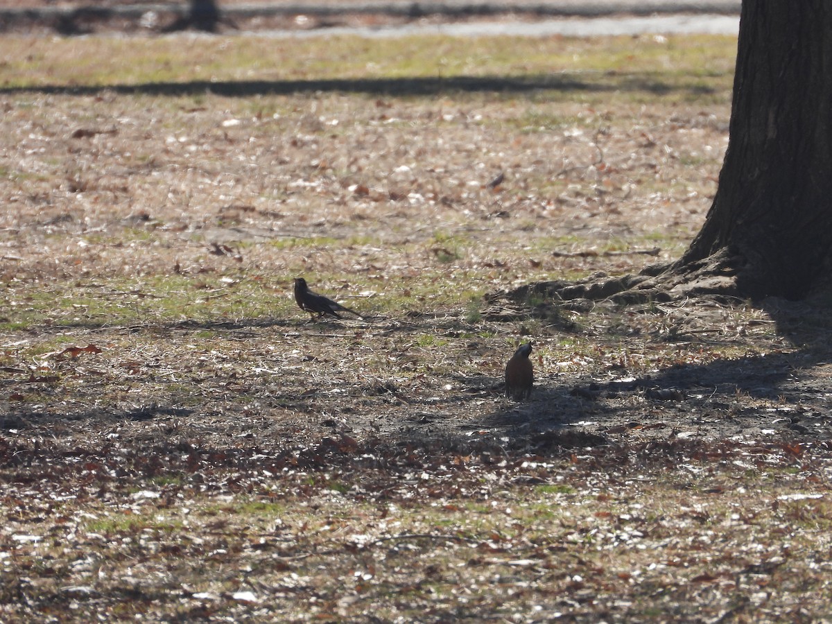 American Robin - ML631657900