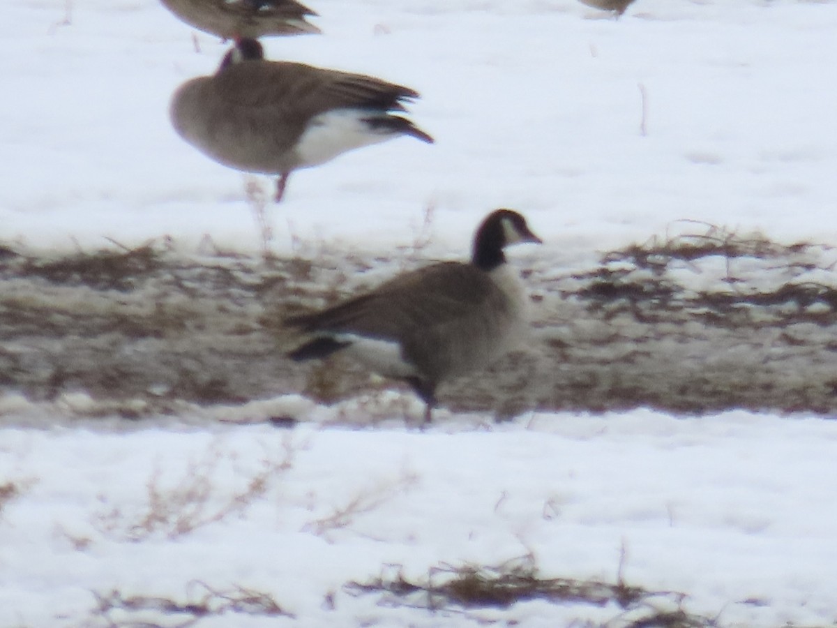 Cackling Goose (Richardson's) - ML631658036