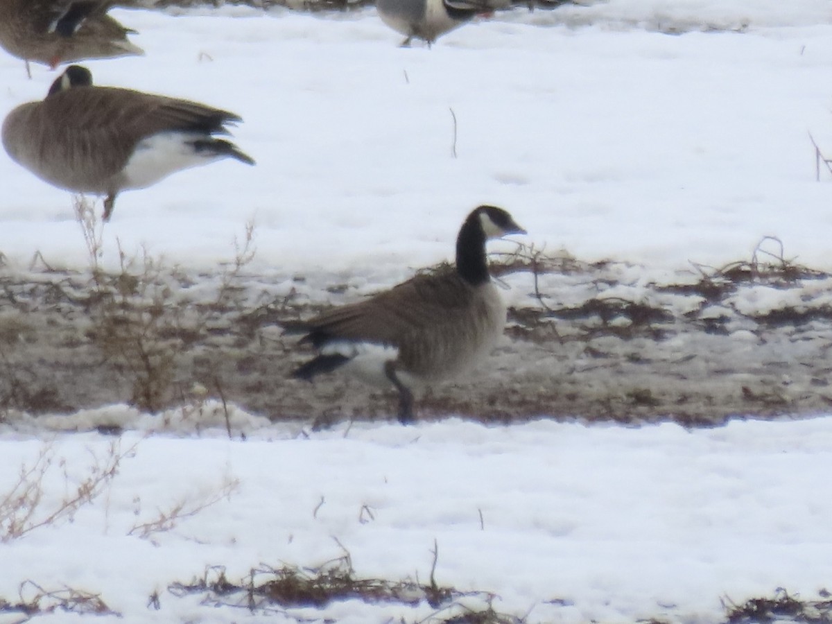 Cackling Goose (Richardson's) - ML631658037