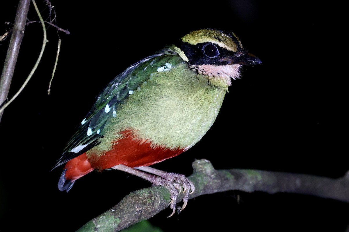 African Pitta - ML631658044