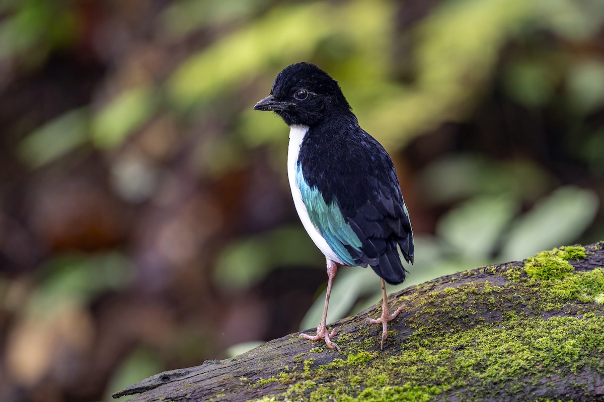 Ivory-breasted Pitta (Ivory-breasted) - ML631658063