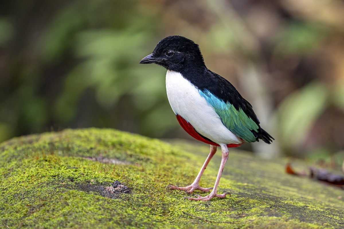 Ivory-breasted Pitta (Ivory-breasted) - ML631658064