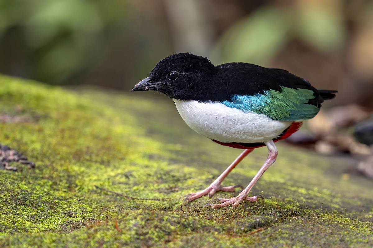 Ivory-breasted Pitta (Ivory-breasted) - ML631658065