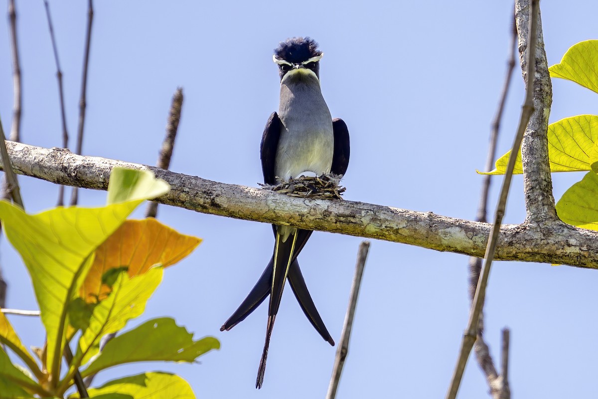 Moustached Treeswift - ML631658112