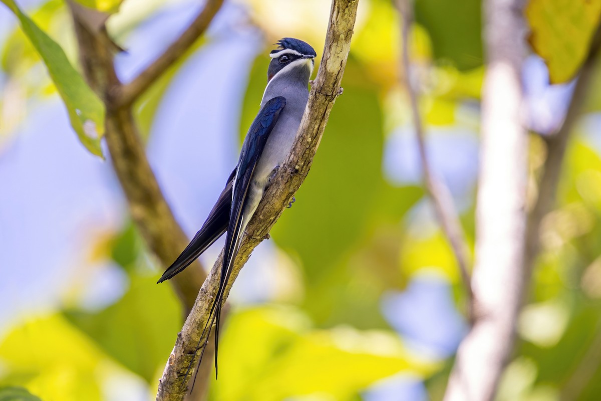 Moustached Treeswift - ML631658113