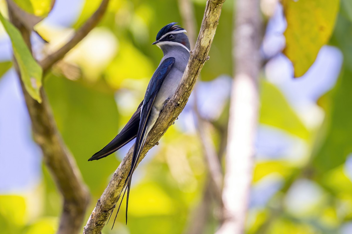 Moustached Treeswift - ML631658116