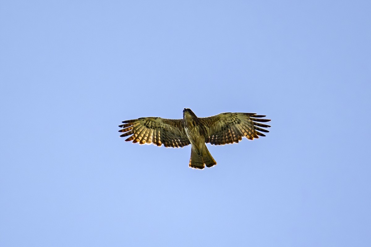 Pygmy Eagle - ML631658157
