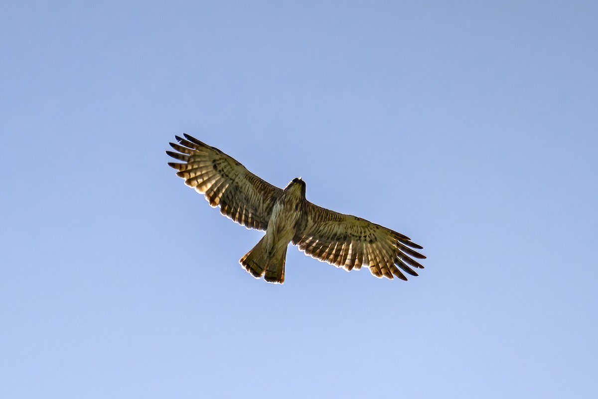 Pygmy Eagle - ML631658158