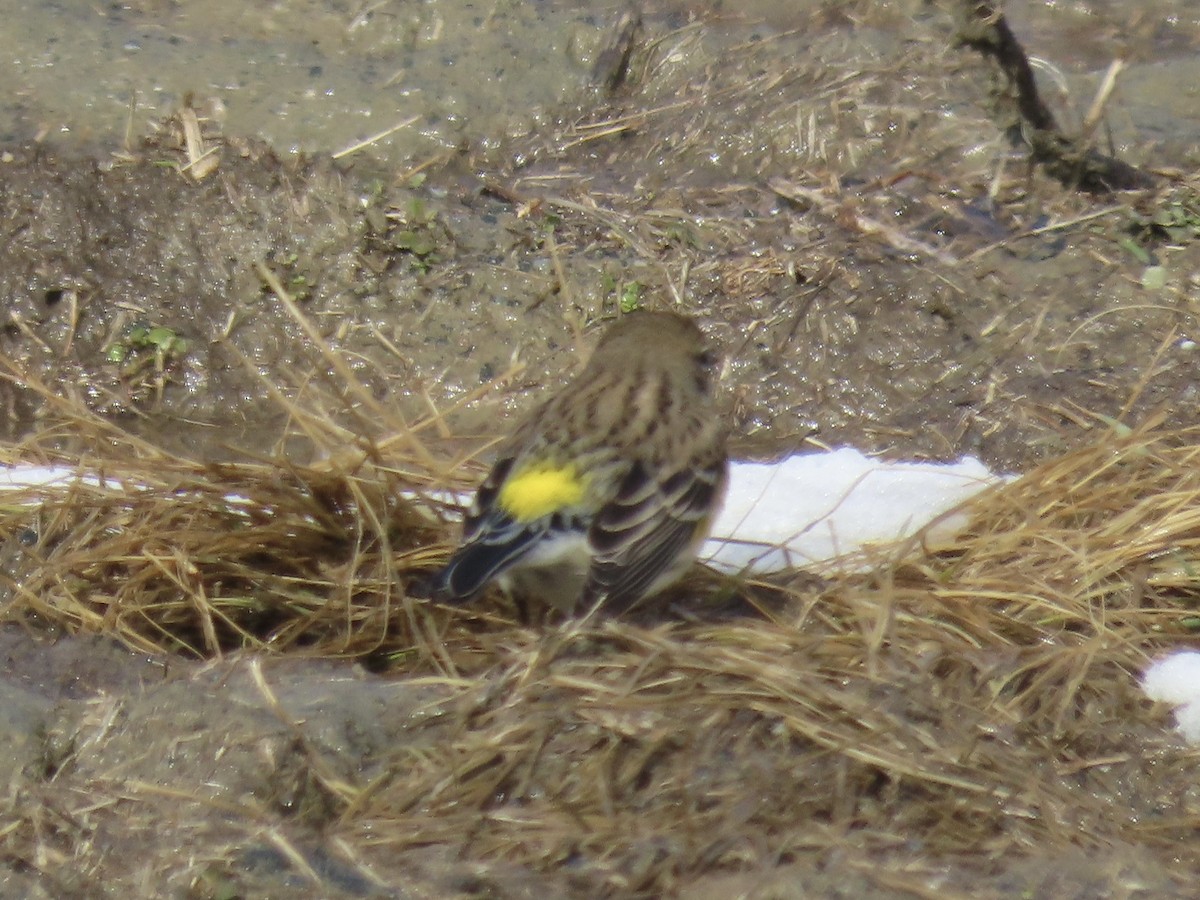 Reinita Coronada (coronata) - ML631658178
