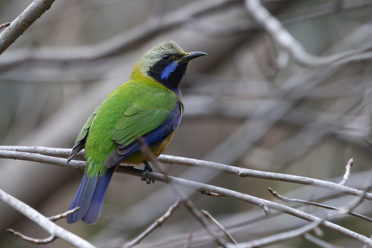 Orange-bellied Leafbird (Grayish-crowned) - Cheng Qian
