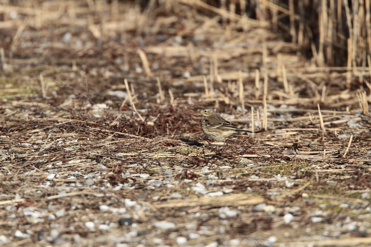 American Pipit - ML631658203