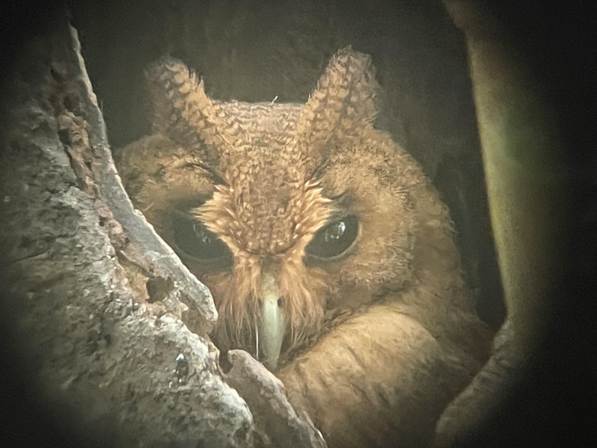 Jamaican Owl - ML631658224