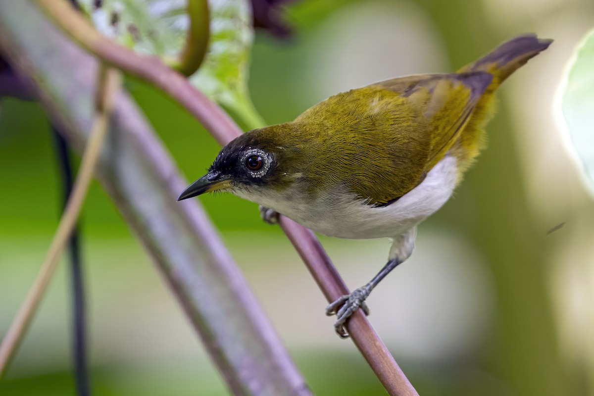 Cream-throated White-eye (Halmahera) - ML631658246