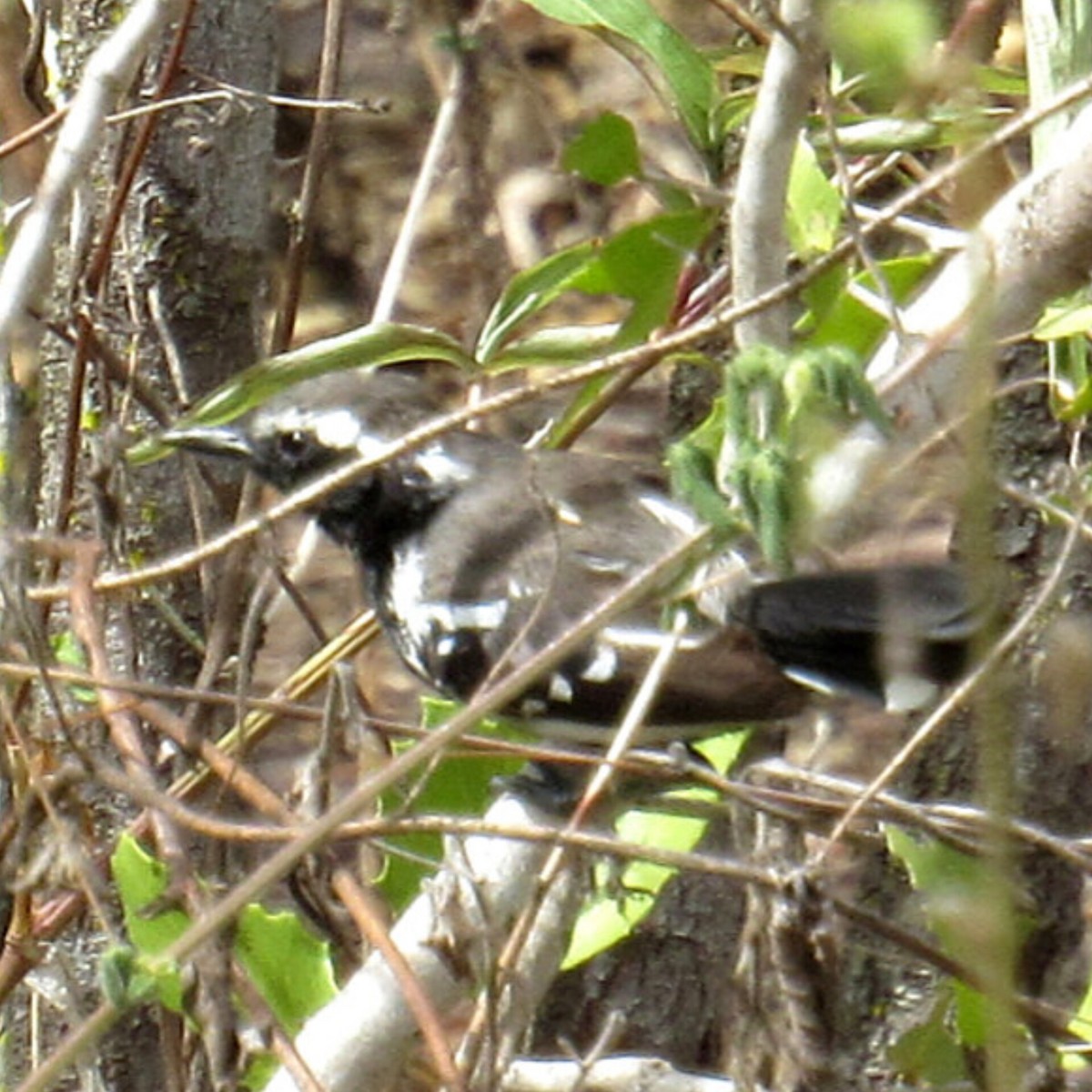 Black-bellied Antwren - ML631658289